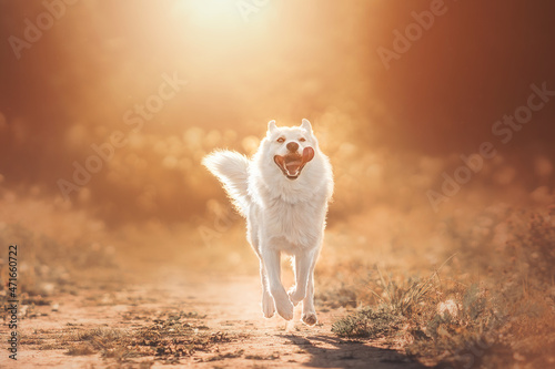 Dog