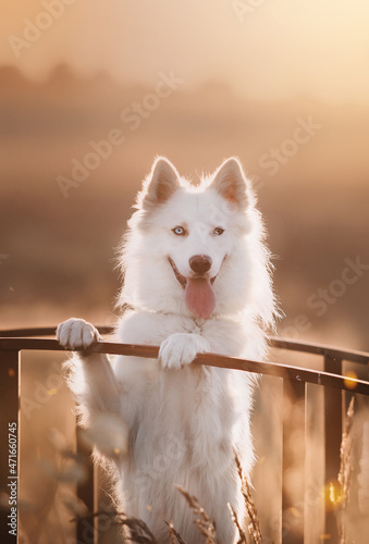 Dog