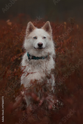 Dog