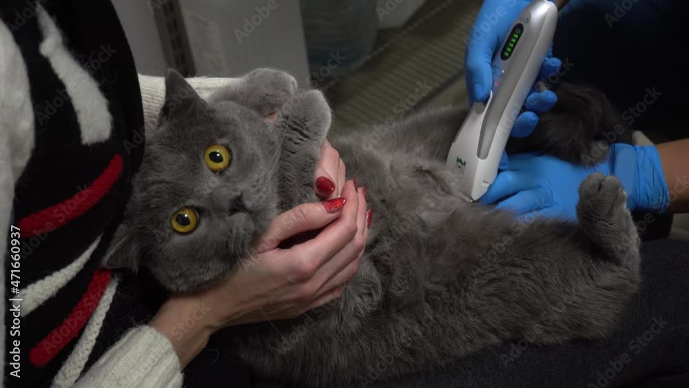 Shaving a cat's belly before an ultrasound scan. Cat ultrasound