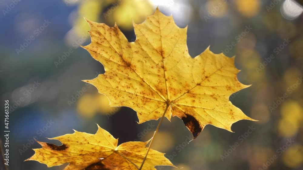Colourful Autumn Leaves in Bright Sunlight Close Up Shallow DOF Bokeh Colourful Autumn Leaves in Bright Sunlight Close Up Shallow DOF Bokeh