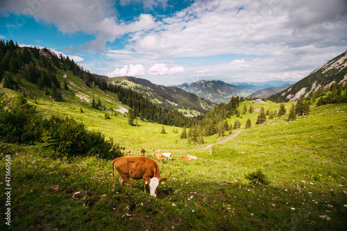 Kuh auf Weide in den Alpen