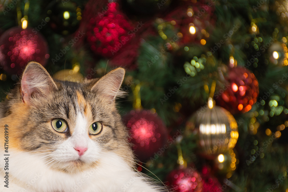 Funny fluffy tricolor cat with yellow eyes on the background of a decorated Christmas tree: a place for text, merry Christmas decorations, happy new year Funny fluffy tricolor cat with yellow eyes on the background of a decorated Christmas tree: a place for text, merry Christmas decorations, happy new year