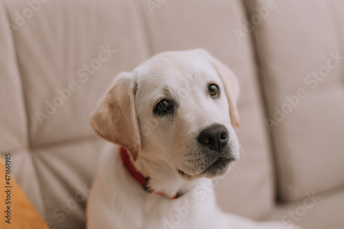 white dog is sitting on a grey sofa. pet listens to the owner. High quality photo