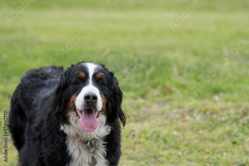 bernese mountain dog with tongue out