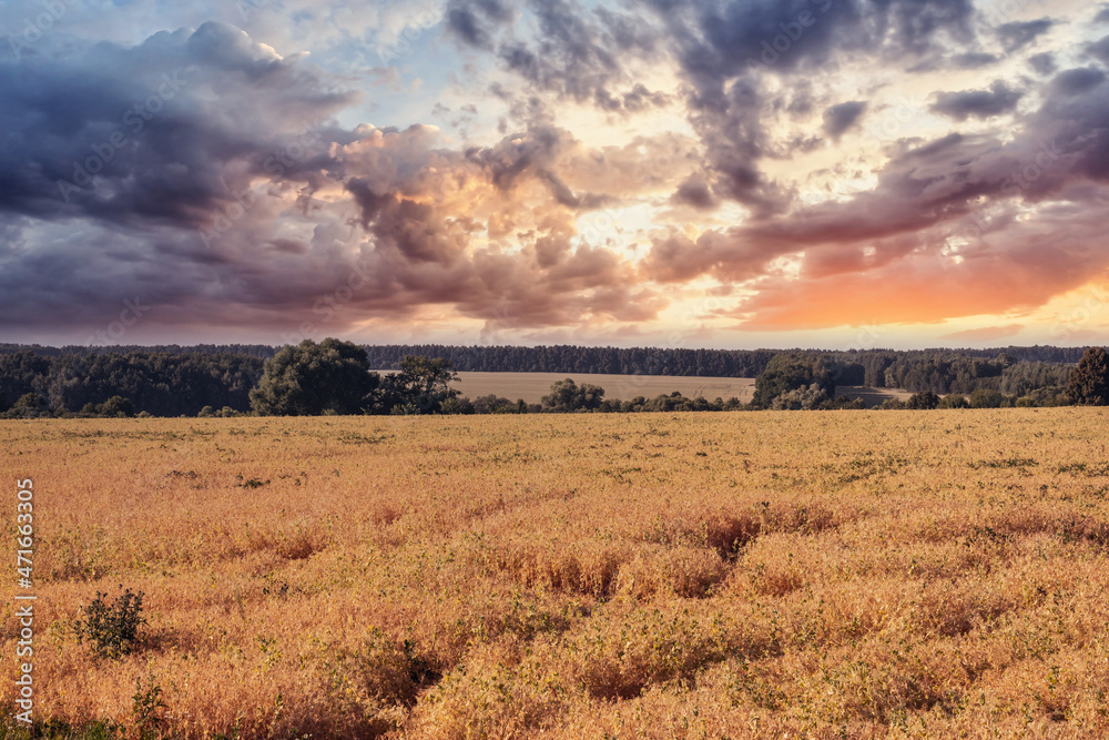 Sunset over cereal field against the moody sky with colorful clouds. Rural landscape in summer in yellow, red and orange tones.