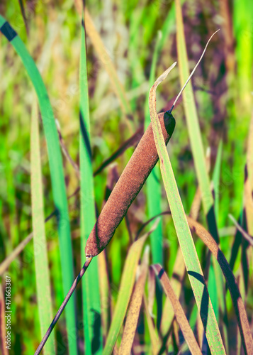 A cattail or cane close-up with selected focus and blurred background of green blades of grass. Common wetland plants in daylight.
