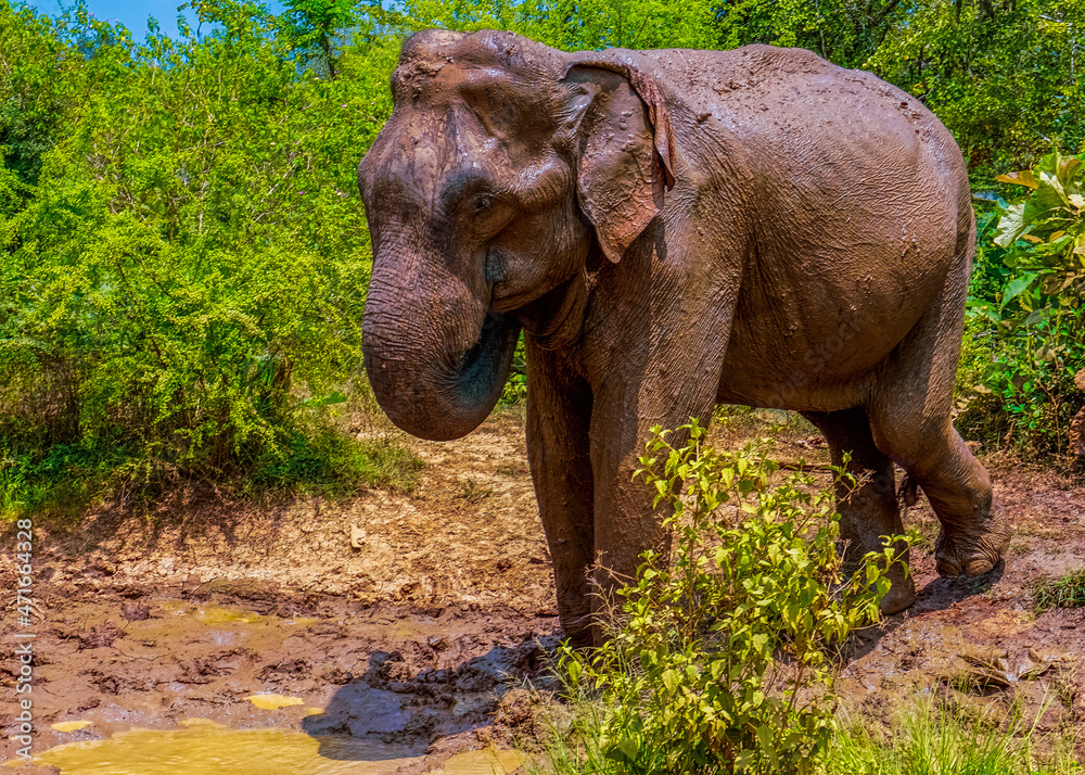 Fototapeta premium Dirty elephant stand near the puddle in front of green bushes.
