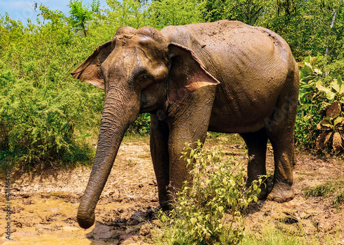 Dirty elephant stand near the puddle in front of green bushes.