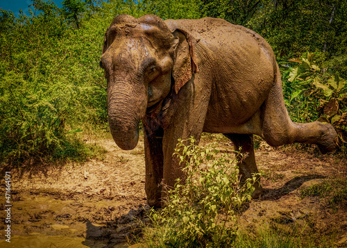 Dirty elephant stand near the puddle in front of green bushes.