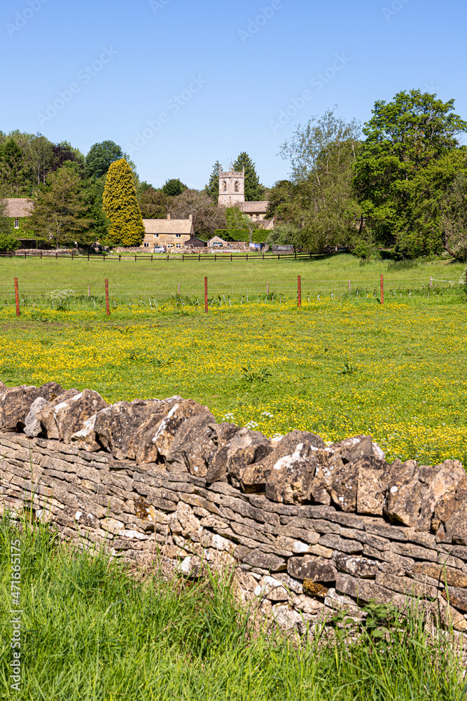 Buttercups flowering in the valley of the River Windrush in the Cotswold village of Naunton, Gloucestershire UK