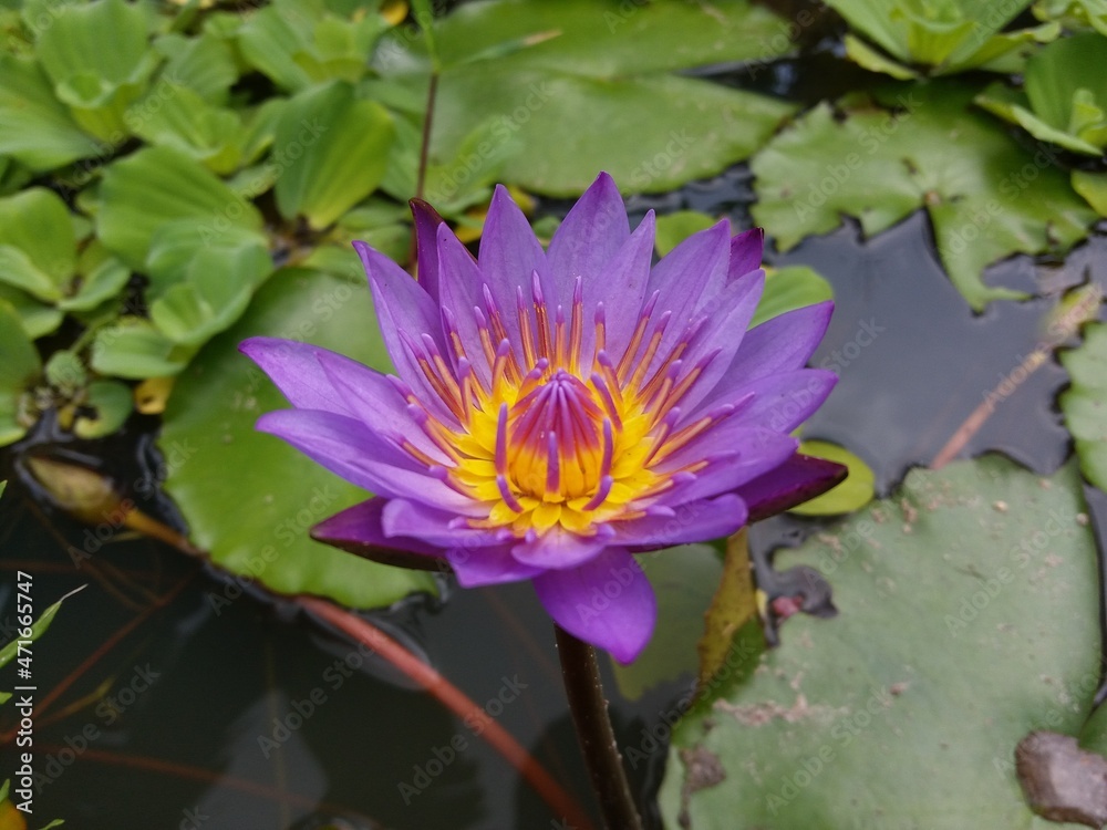 Nymphaea nouchali (Nil Manel) Flower with Pond
