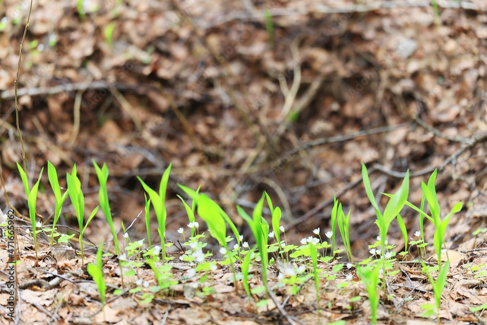 lilies of the valley leaves green background, nature fresh green garden texture lilies of the valley leaves green background, nature fresh green garden texture