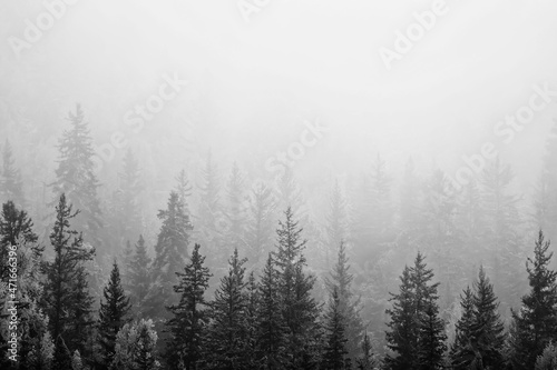 autumn fog landscape forest mountains  trees view mist