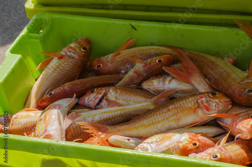 Fresh fish on box in port transferred by fishermen from the boat to the market, Galicia, Spain photo