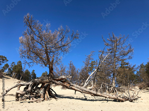 Walking tree. The roots of the old larch stick out from under the sandy soil. Stilted trees on the shore of Lake Baikal  Russia.