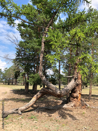 Walking tree. The roots of the old larch stick out from under the sandy soil. Stilted trees on the shore of Lake Baikal, Russia.