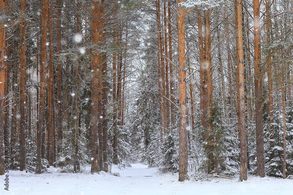 winter fir trees in the forest landscape with snow covered in december winter fir trees in the forest landscape with snow covered in december