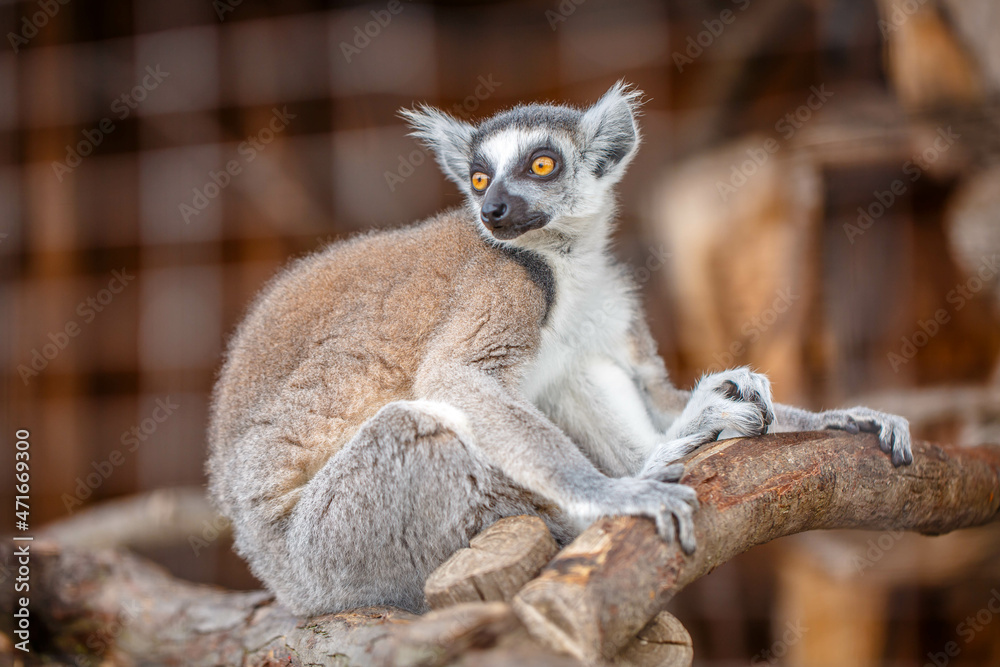 Fototapeta premium A single captive caged lemur.