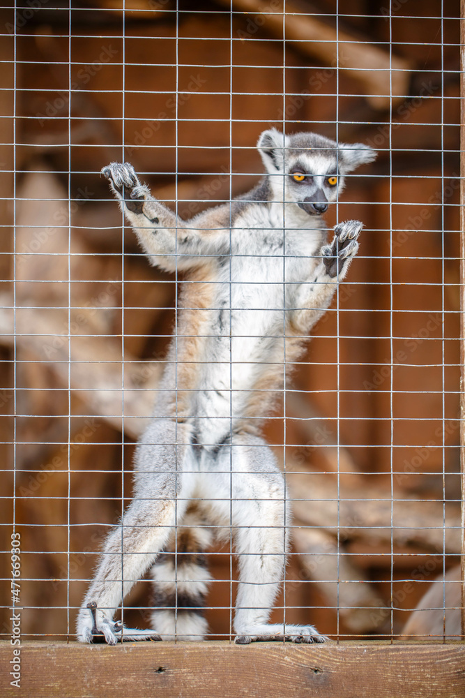 Fototapeta premium A single captive caged lemur.