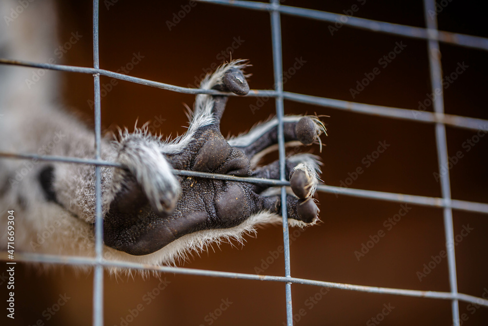 Fototapeta premium Lemur behind a cage at the zoo. Close-up of the foot. Zoo