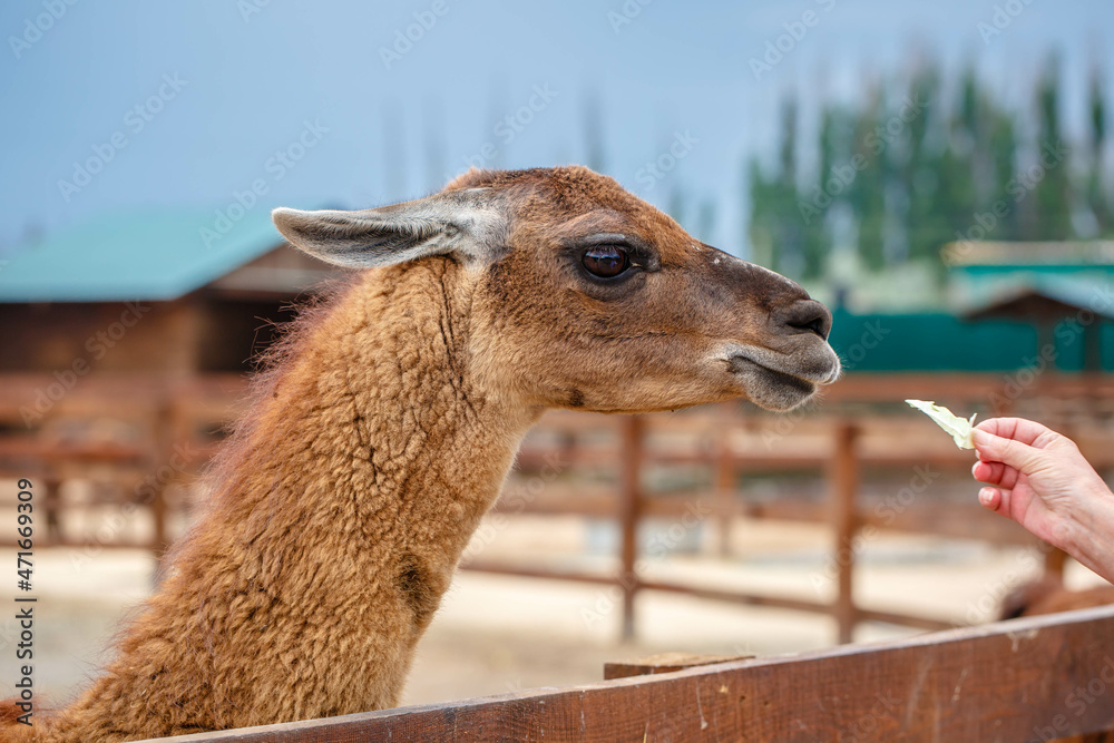Fototapeta premium People feed brown alpaca or llama cabbage at the petting zoo