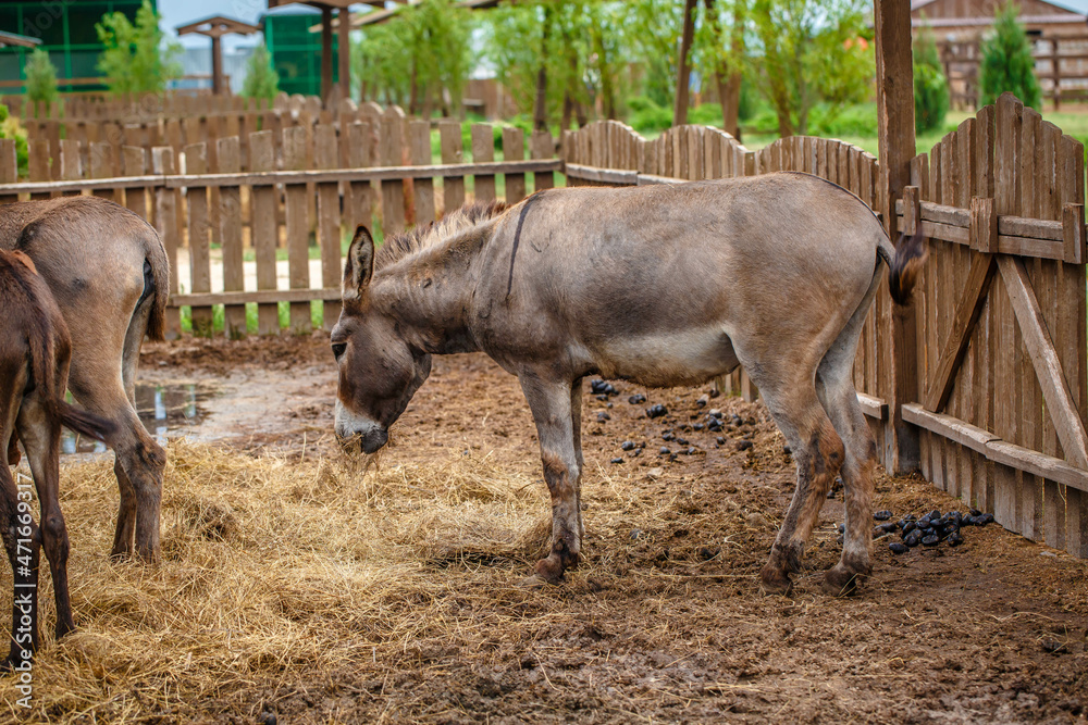 Friendly Donkey in the paddock being social, contact farm, Donkey sticking face out of petting zoo fence. Friendly Donkey in the paddock being social, contact farm, Donkey sticking face out of petting zoo fence.