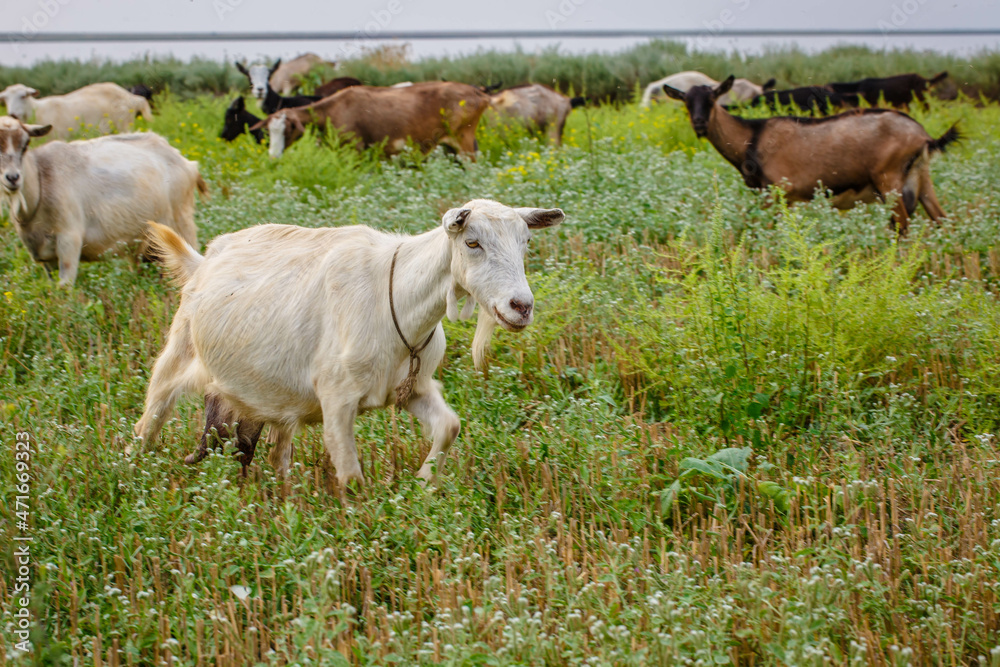 A herd of goats grazes in the meadow. Farming. Self-walking goat. Farm pasture. Summer day. Goats eat grass