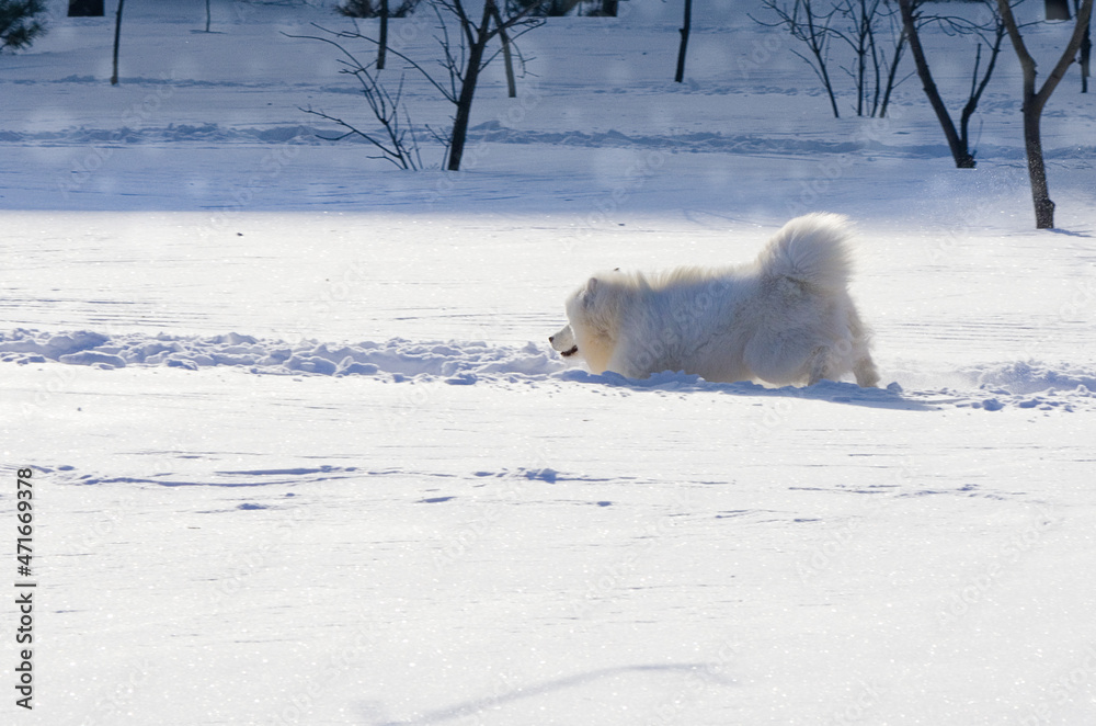 White cheerful dog runs in the winter on the snow in the park