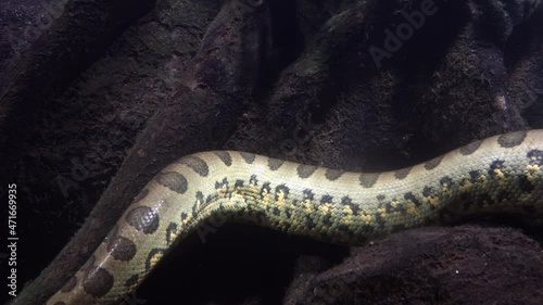 A part of body of the green anaconda (Eunectes murinus), also known as giant anaconda swim under water