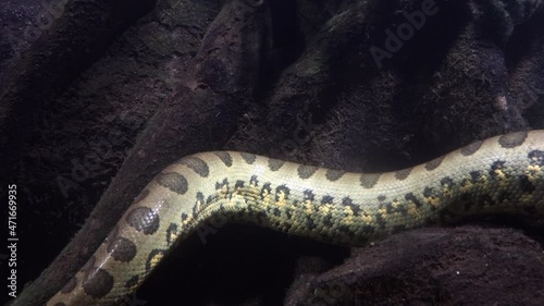 A part of body of the green anaconda (Eunectes murinus), also known as giant anaconda swim under water photo