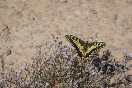 Espagne, Navarre, Arguedas, désert des Bardenas Reales, parc naturel classé Réserve de Biosphère par l'UNESCO, Castil de tierra, la cheminée de fée emblématique photo