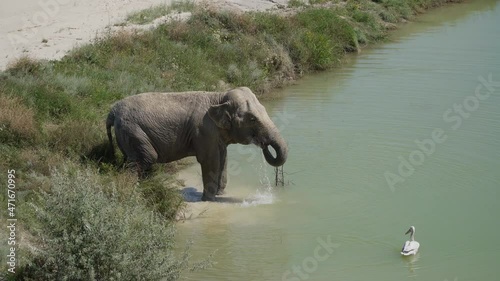 The Republic of Crimea. The city of Belogorsk. July 17, 2021. In Lviv Taigan Park, in hot weather, an elephant swims in a pond, and a white pelican swims nearby.