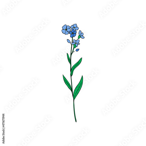 Forget-me-not flower vector illustration isolated on white background, colorful ink sketch, decorative herbal doodle, myosotis for design medicine, wedding invitation, greeting card, floral cosmetic