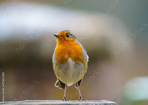 a robin redbreast (Erithacus rubecula) on a wooden bird feeder table © Martin