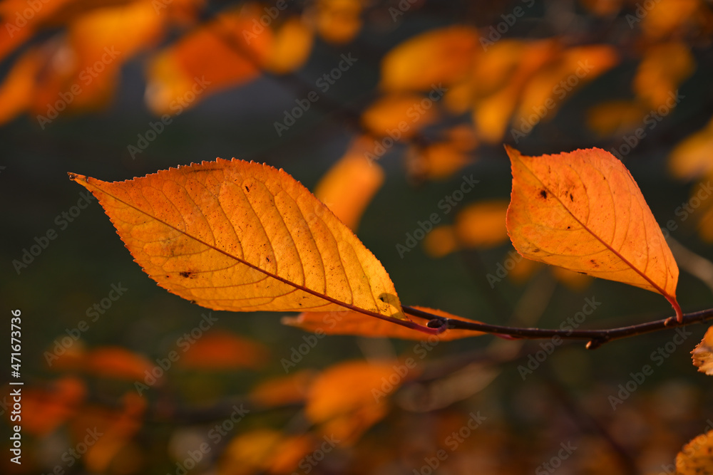 Obraz premium Bright autumn red leaves in sunlight