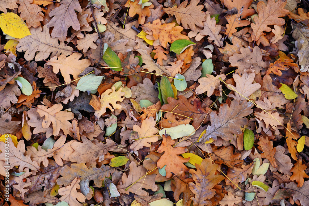 Fallen oak leaves in autumn