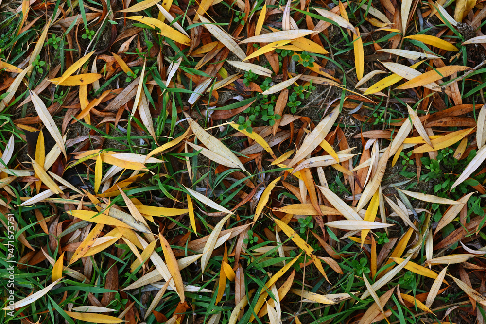 Fallen willow leaves in autumn Fallen willow leaves in autumn