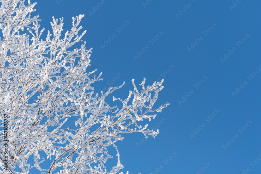 snow covered branches of a tree