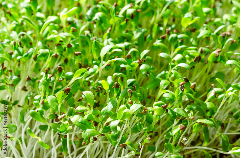 Alfalfa microgreens close up. Fresh and young lucerne seedlings, Medicago sativa, in sunlight. Green shoots, young plants and sprouts. Legume, used as forage crop, as a garnish or as a leaf vegetable. Alfalfa microgreens close up. Fresh and young lucerne seedlings, Medicago sativa, in sunlight. Green shoots, young plants and sprouts. Legume, used as forage crop, as a garnish or as a leaf vegetable.