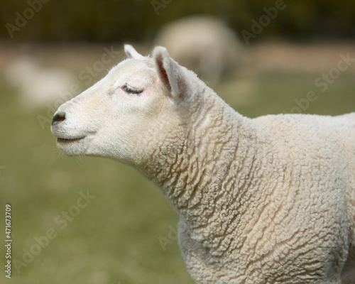 Portrait of a white sheep lamb
