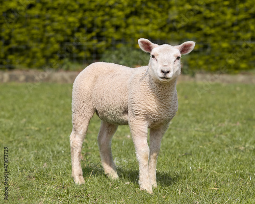 Small white sheep lamb in meadow