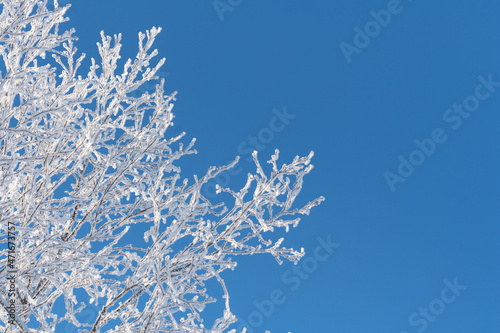 snow covered branches of a tree
