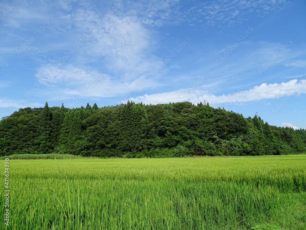 真夏の農村風景