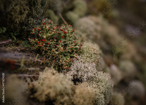 fungus wood tree