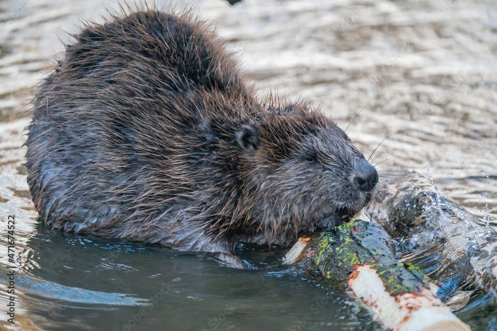 Beaver in the river eating a piece of wood Beaver in the river eating a piece of wood
