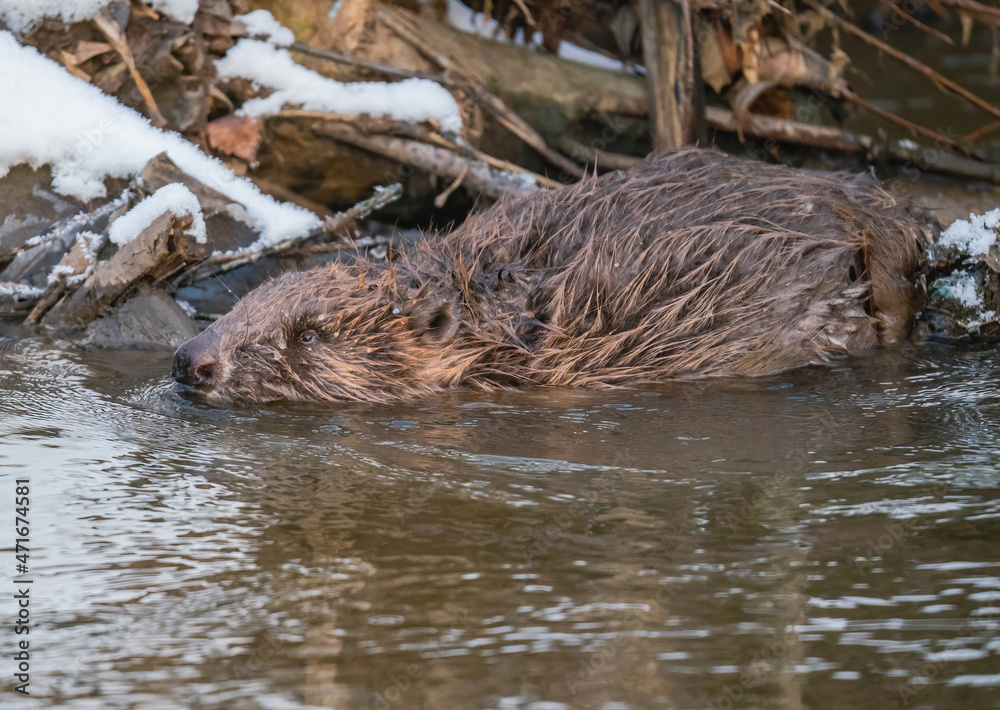 Beaver floats on the river Beaver floats on the river