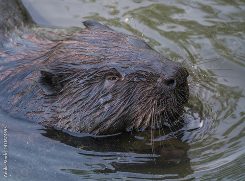Fototapeta Naklejka Na Ścianę i Meble -  Beaver floats on the river