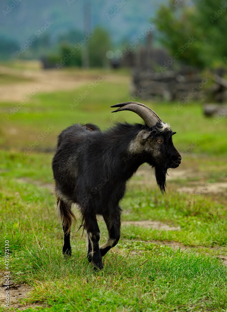 Russia. Chita region. An old black goat menacingly blocked the road in the village of Krasny Priisk. Russia. Chita region. An old black goat menacingly blocked the road in the village of Krasny Priisk.