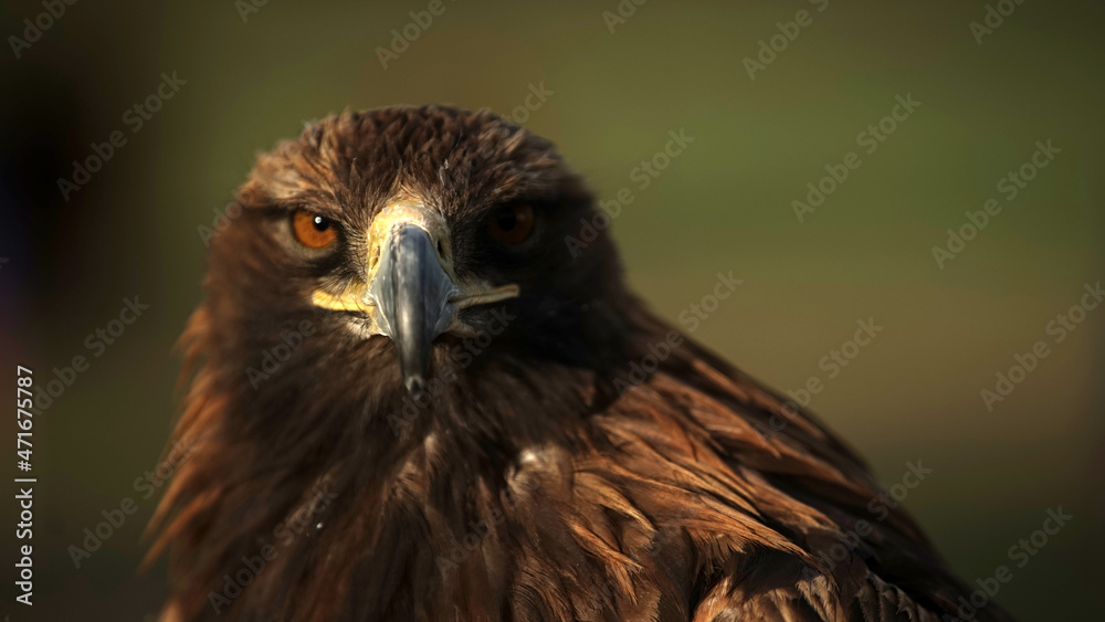 Naklejka premium Mongolian eagle close up. MONGOLIA
